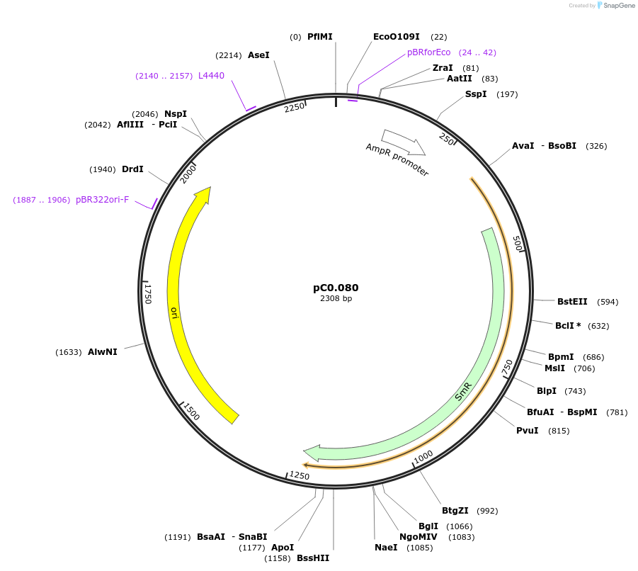 119665-plasmid-map-sequence-id-237556