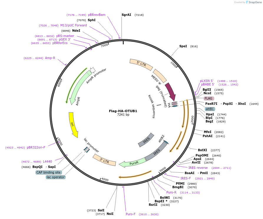 22551-plasmid-map-sequence-id-237564