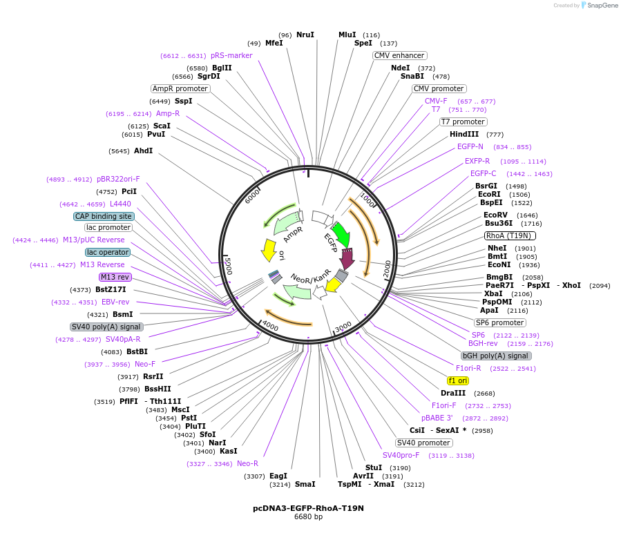 12967-plasmid-map-sequence-id-237568