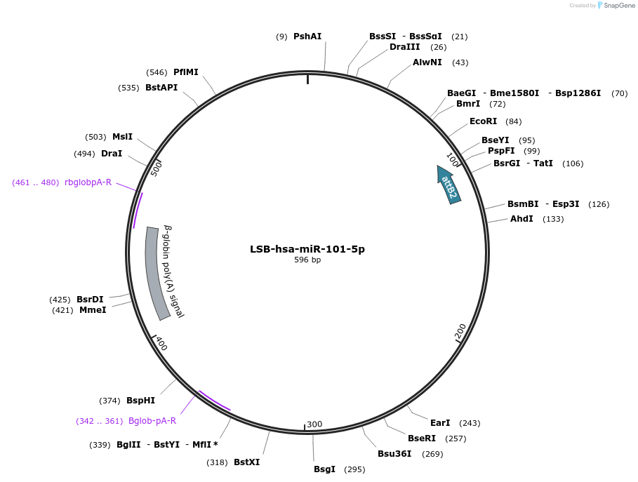 103166-plasmid-map-sequence-id-237570