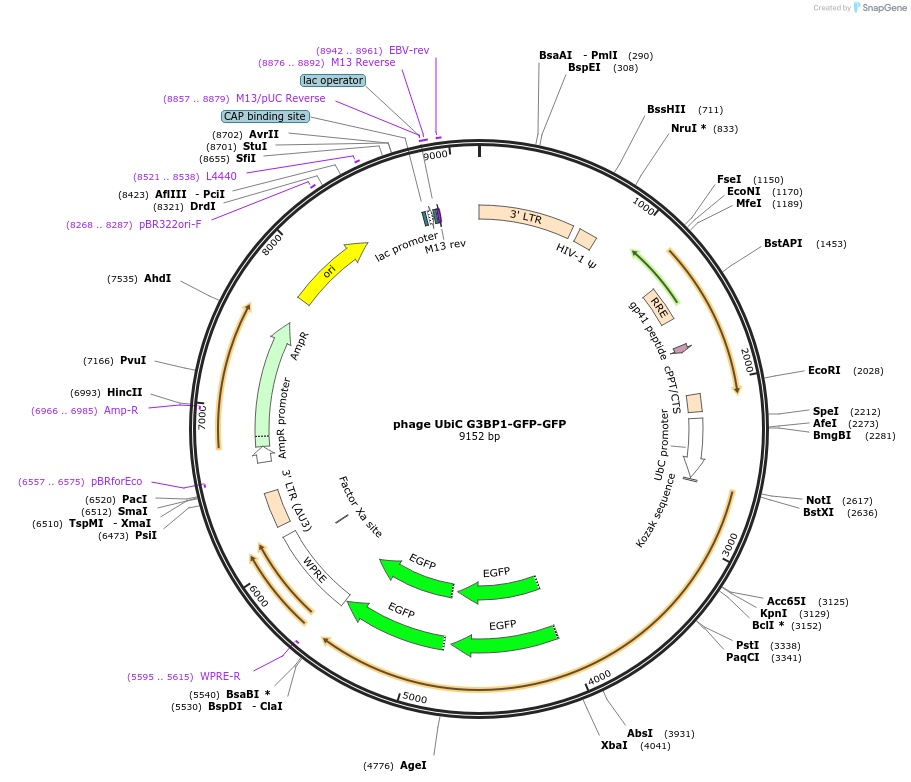 119950-plasmid-map-sequence-id-237576