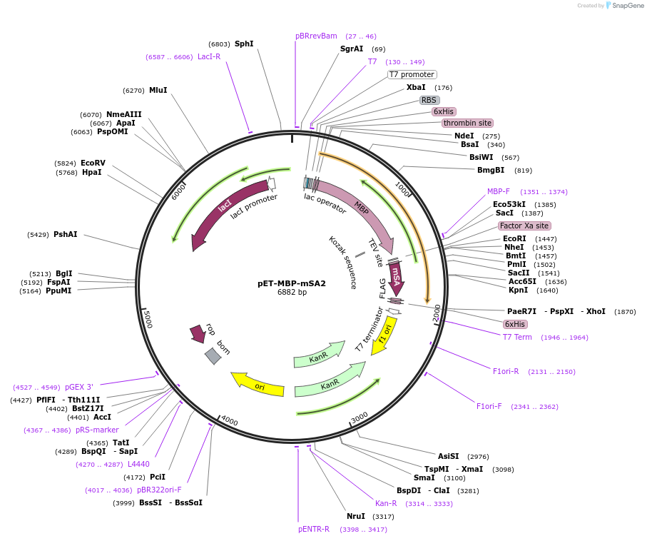 52319-plasmid-map-sequence-id-237583