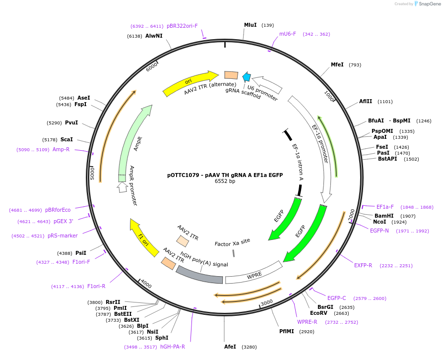 113159-plasmid-map-sequence-id-237607