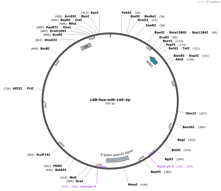 103169-plasmid-map-sequence-id-237609