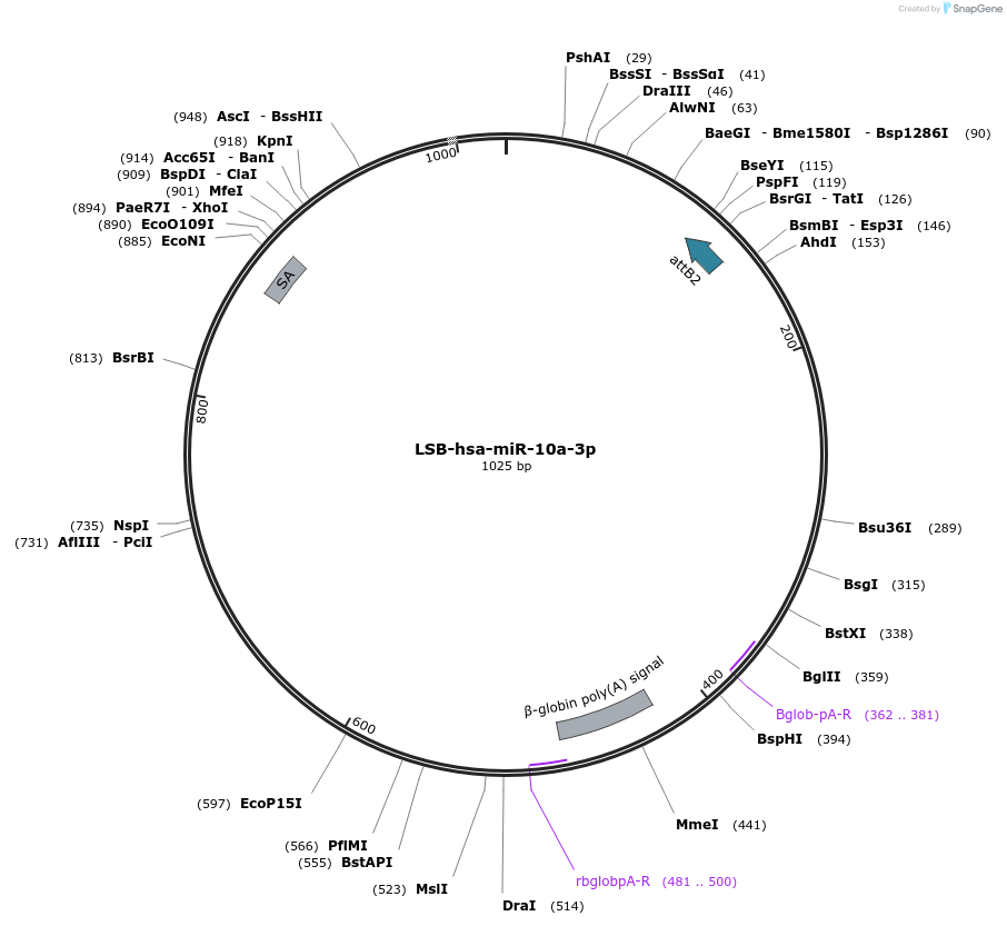 103176-plasmid-map-sequence-id-237610