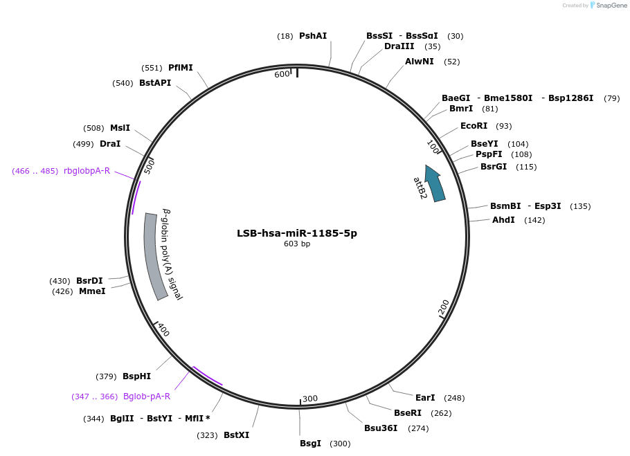 103182-plasmid-map-sequence-id-237612