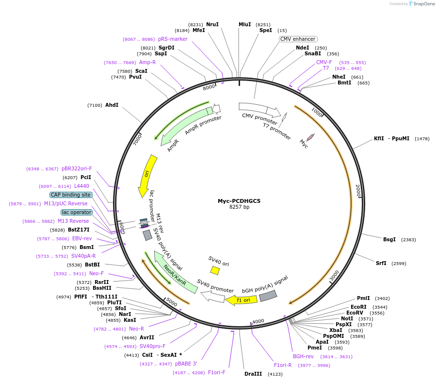 119935-plasmid-map-sequence-id-237614