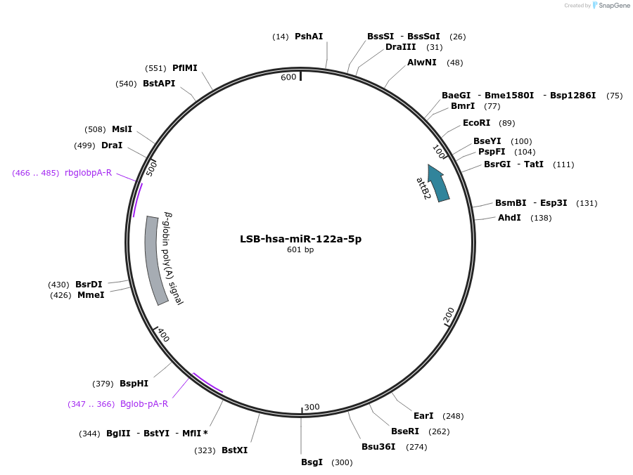 103183-plasmid-map-sequence-id-237615