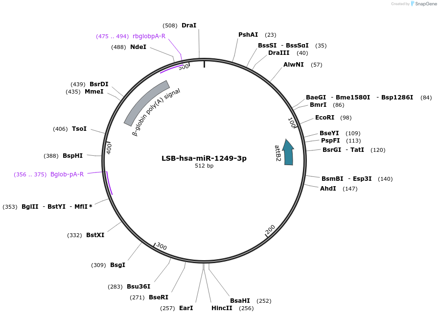 103184-plasmid-map-sequence-id-237616