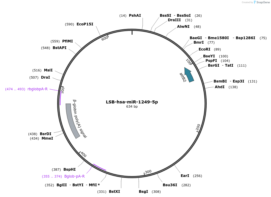 103185-plasmid-map-sequence-id-237617