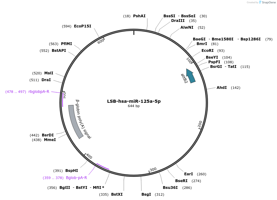 103188-plasmid-map-sequence-id-237622