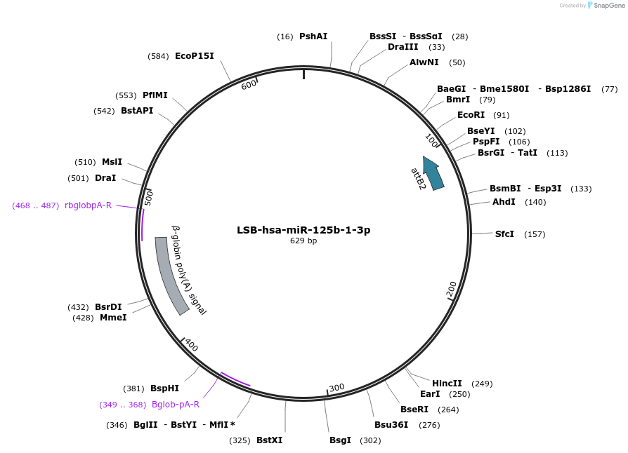 103189-plasmid-map-sequence-id-237626