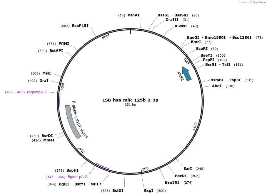 103190-plasmid-map-sequence-id-237627
