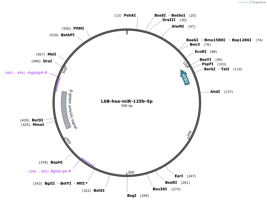 103191-plasmid-map-sequence-id-237629