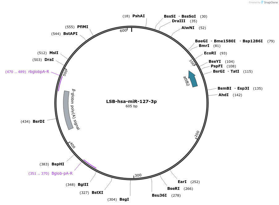 103194-plasmid-map-sequence-id-237635