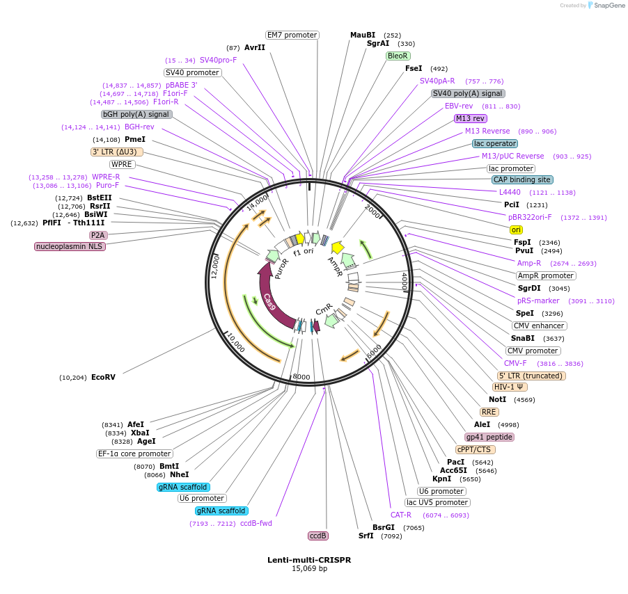 85402-plasmid-map-sequence-id-237636