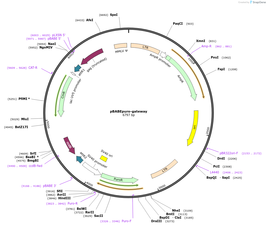 51070-plasmid-map-sequence-id-237641