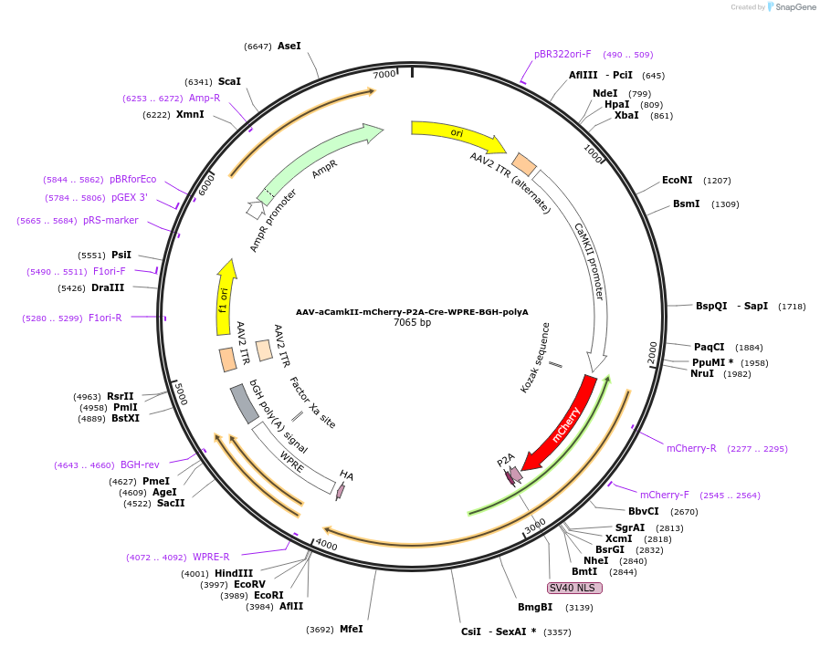 107313-plasmid-map-sequence-id-237670