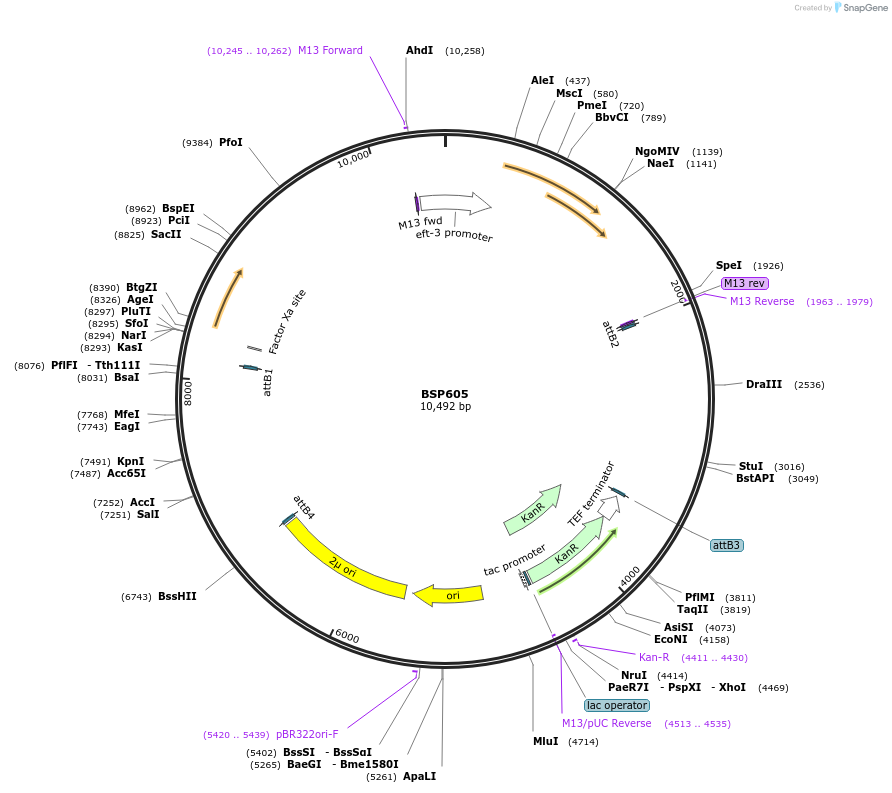 122250-plasmid-map-sequence-id-237690