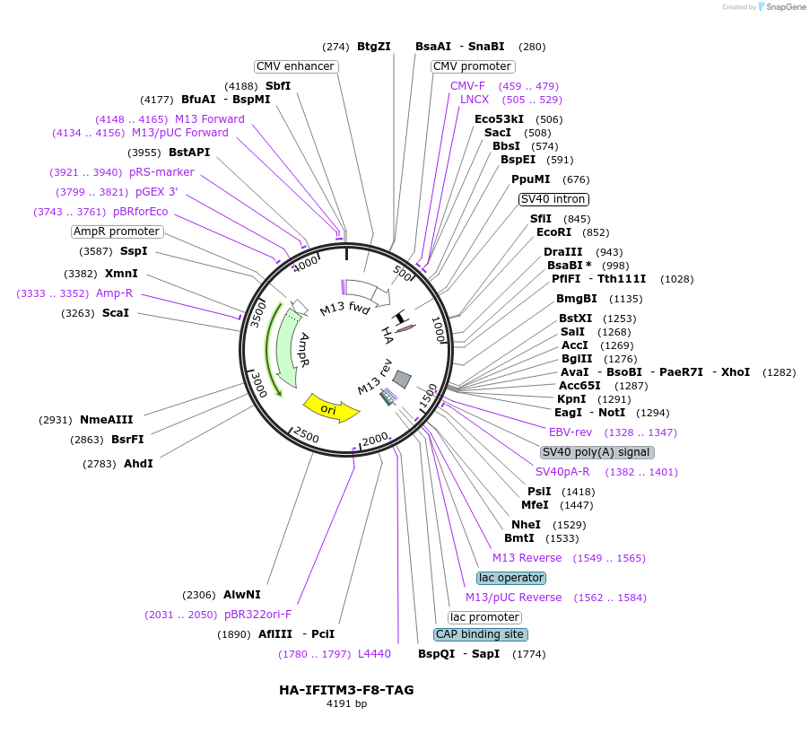 122475-plasmid-map-sequence-id-237716