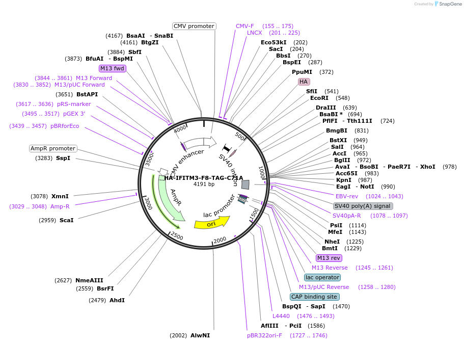 122476-plasmid-map-sequence-id-237722