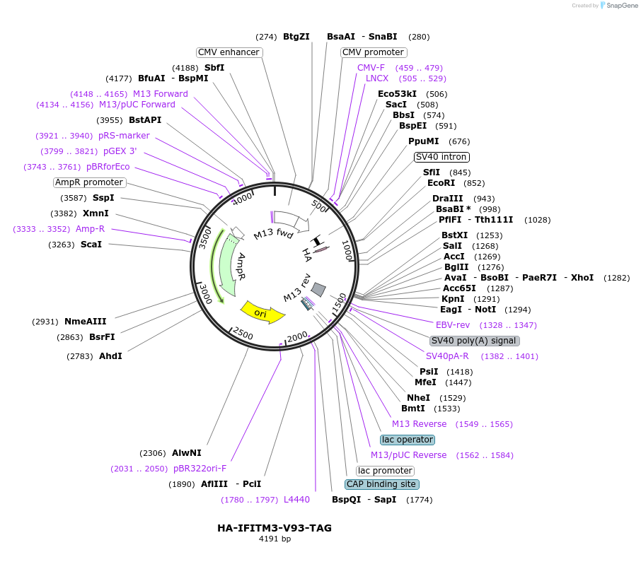 122479-plasmid-map-sequence-id-237724