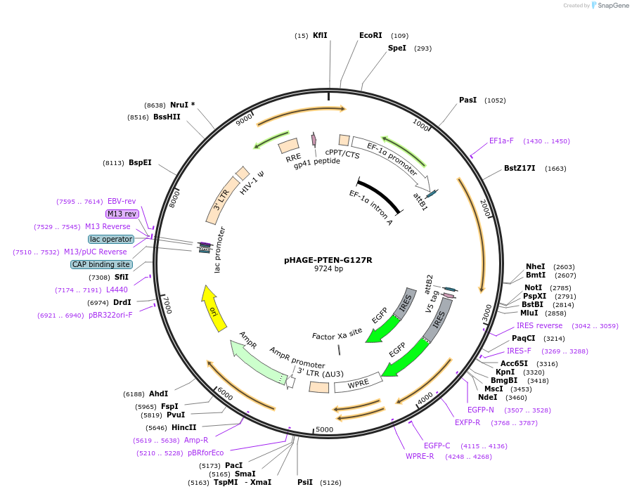 116621-plasmid-map-sequence-id-237727