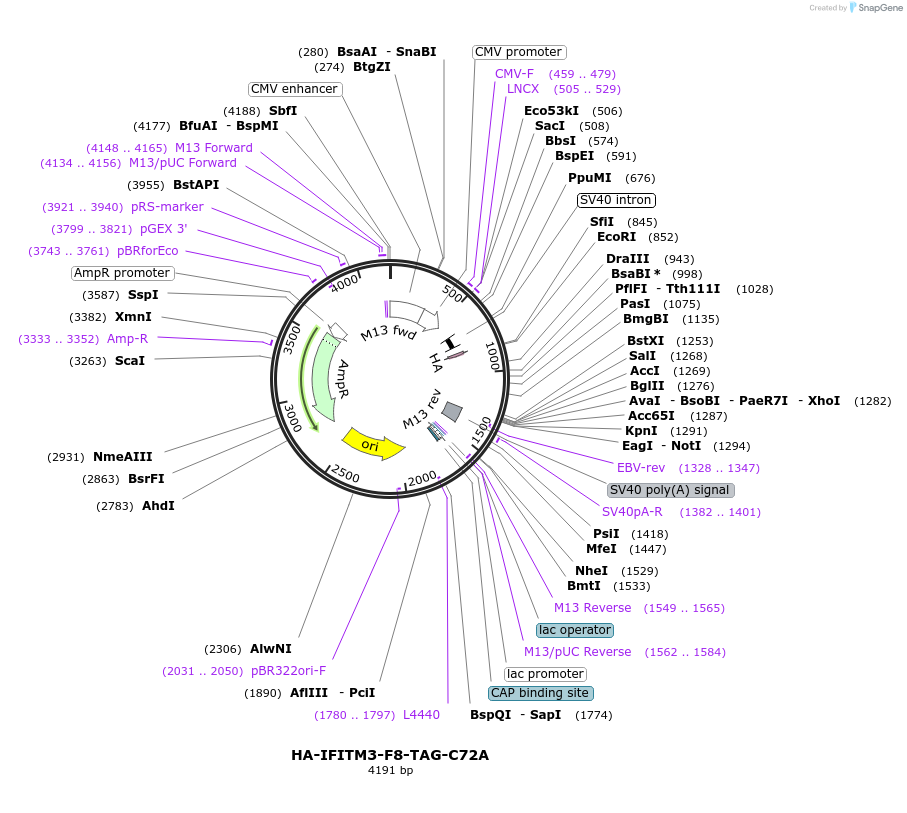 122477-plasmid-map-sequence-id-237728