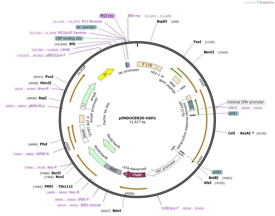 121200-plasmid-map-sequence-id-237736