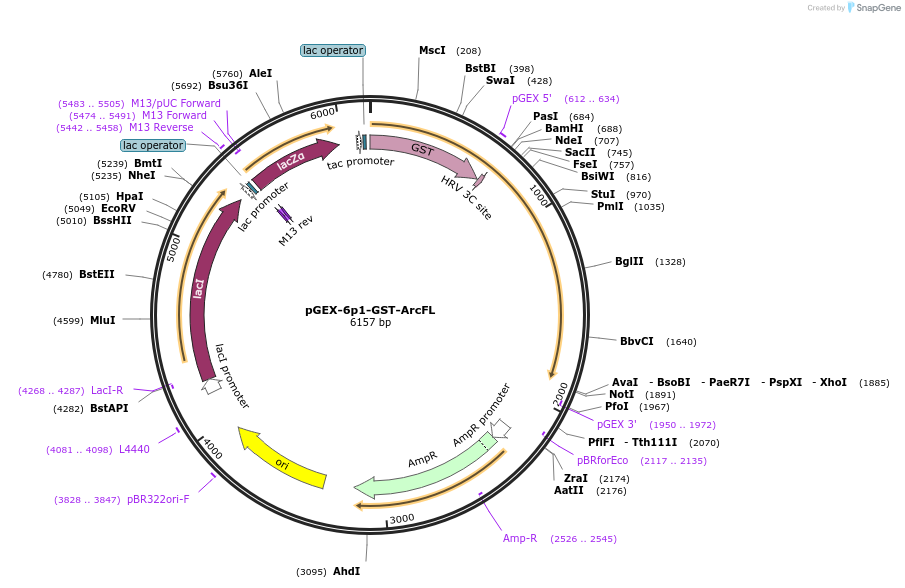 119877-plasmid-map-sequence-id-237743