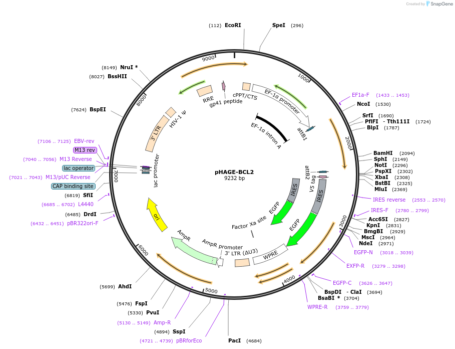 116717-plasmid-map-sequence-id-237744