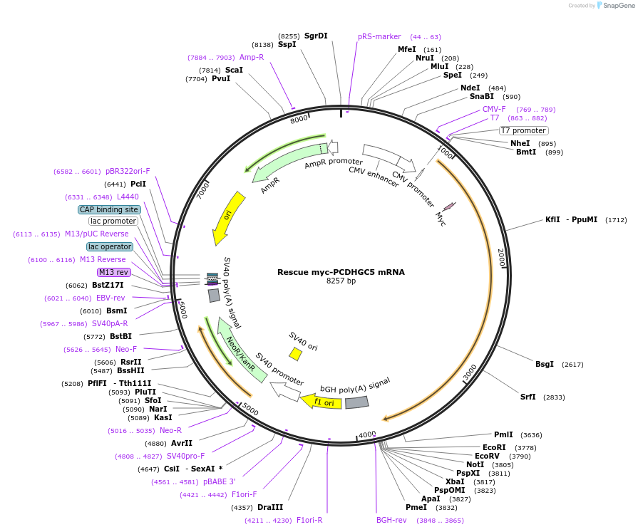 122229-plasmid-map-sequence-id-237759