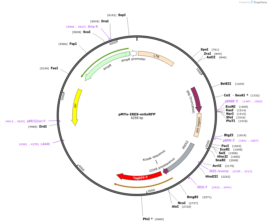 121996-plasmid-map-sequence-id-237768