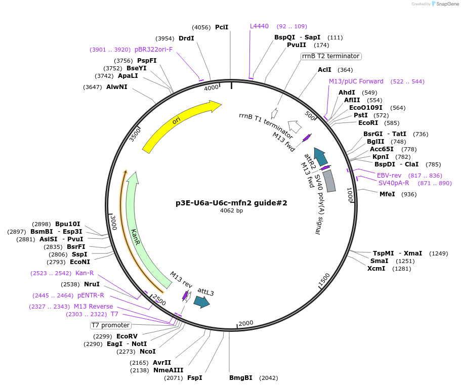 121994-plasmid-map-sequence-id-237771
