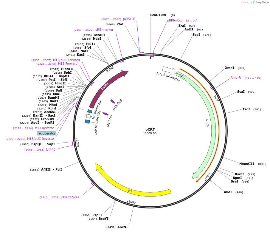 120274-plasmid-map-sequence-id-237789