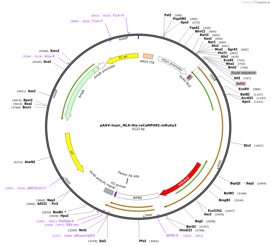 122092-plasmid-map-sequence-id-237845