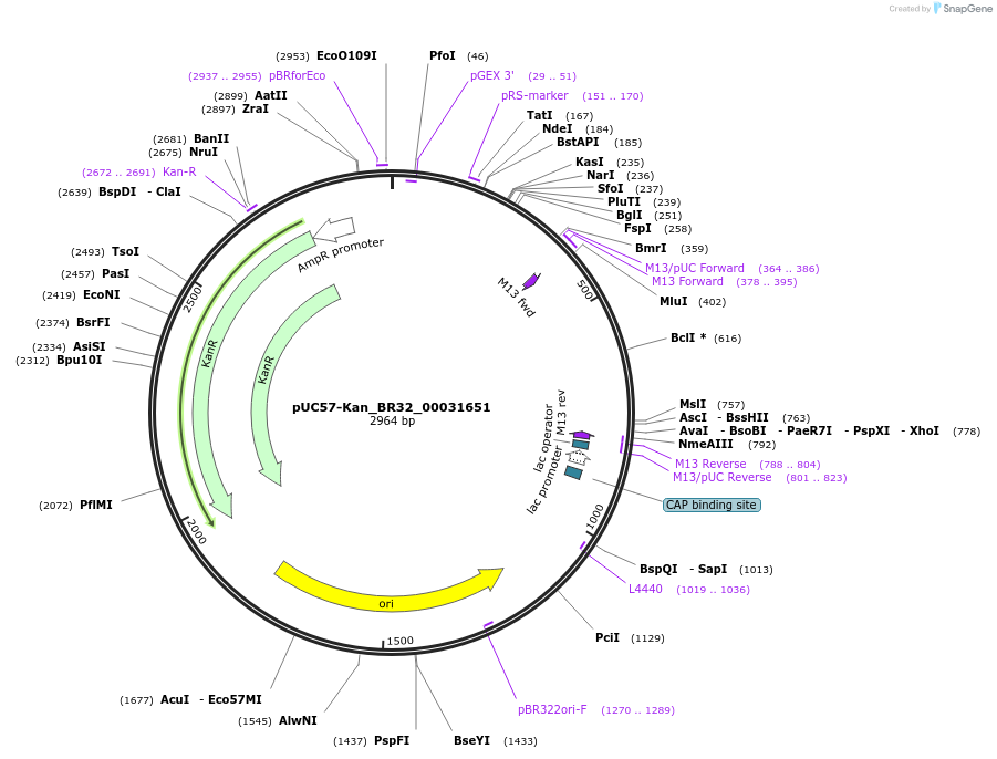 121238-plasmid-map-sequence-id-237851