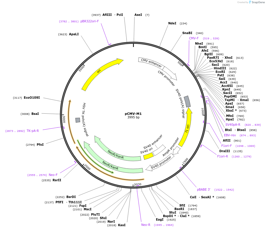 23007-plasmid-map-sequence-id-237854