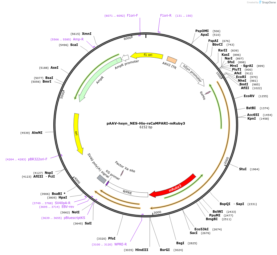 120805-plasmid-map-sequence-id-237856