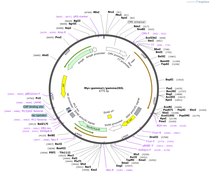 121432-plasmid-map-sequence-id-237859