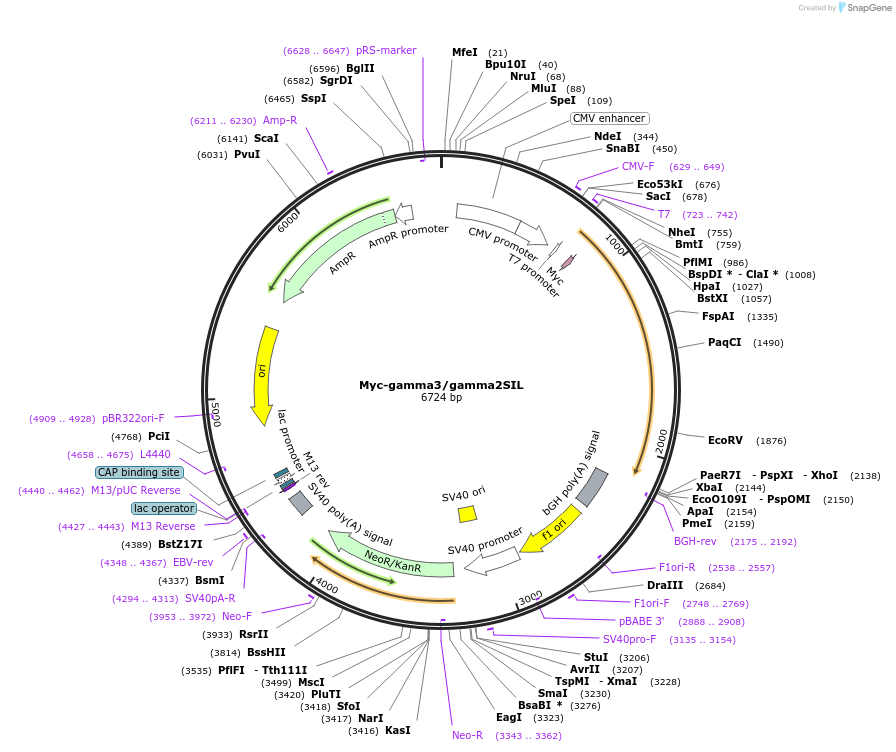 121433-plasmid-map-sequence-id-237864