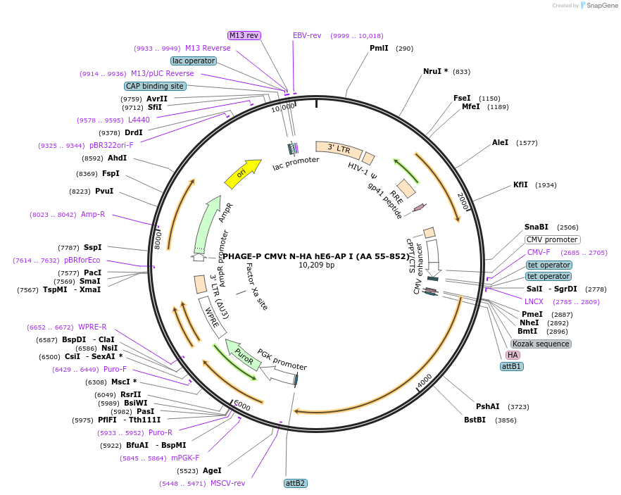 119314-plasmid-map-sequence-id-237899