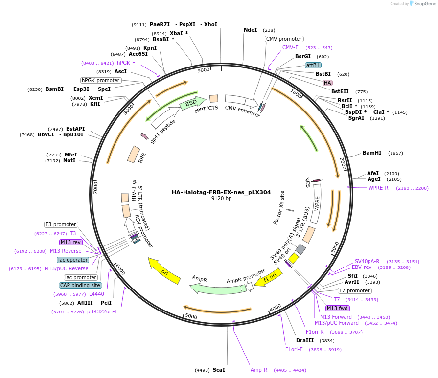 120913-plasmid-map-sequence-id-237913