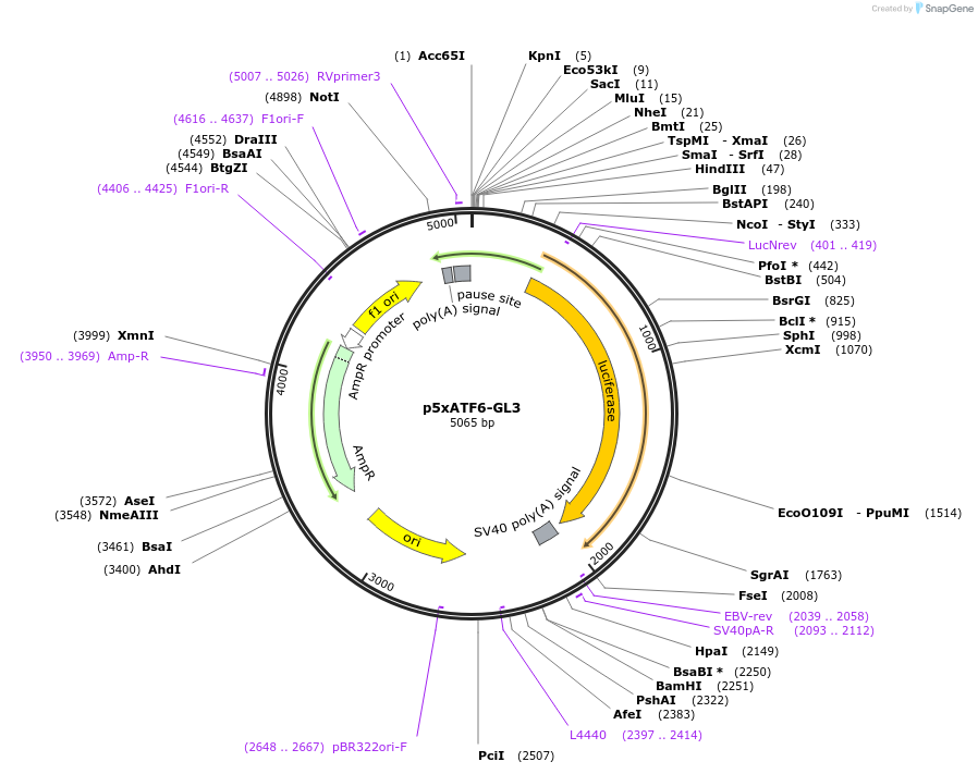 11976-plasmid-map-sequence-id-237919