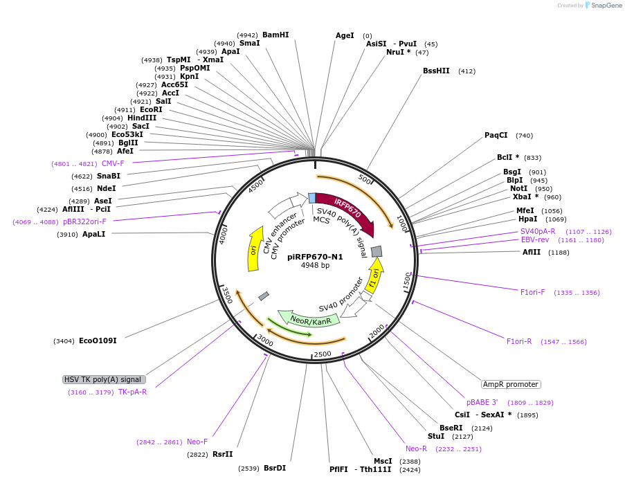 45457-plasmid-map-sequence-id-237921