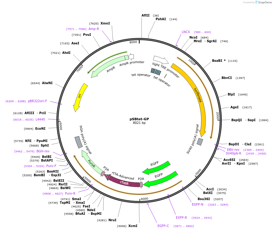60495-plasmid-map-sequence-id-237935