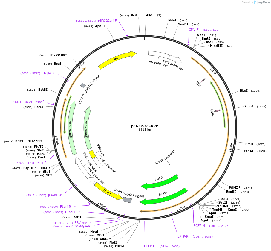 69924-plasmid-map-sequence-id-237938