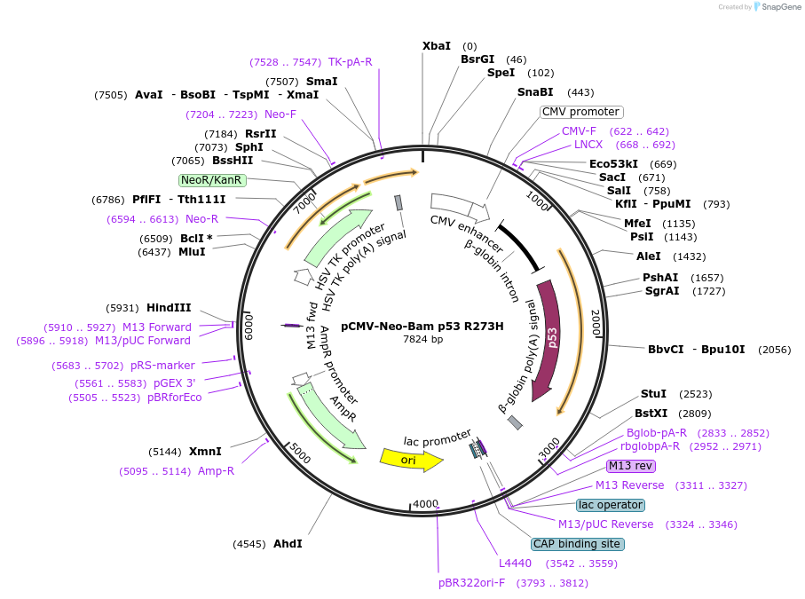 16439-plasmid-map-sequence-id-237943
