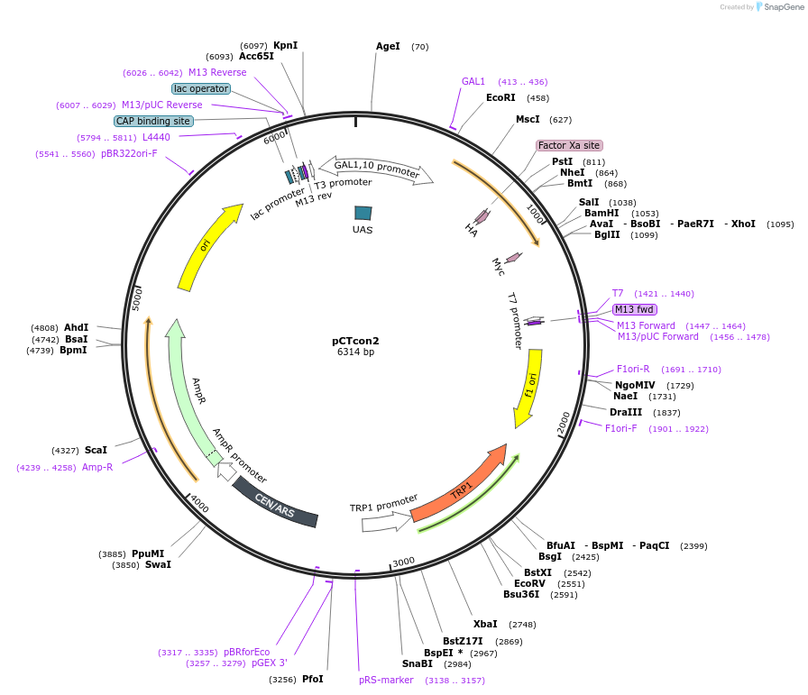 41843-plasmid-map-sequence-id-237945