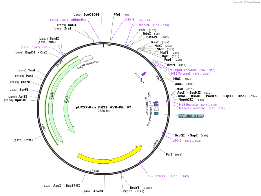 121263-plasmid-map-sequence-id-237949